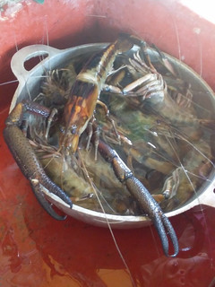 Una foto de Camarones langostinos