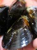 Truco para limpiar los mejillones
