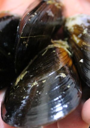 Foto principal de Truco para limpiar los mejillones