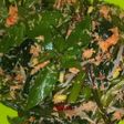 Urap Sayur Menu Sehat