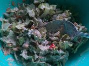 Una foto de kale vegano