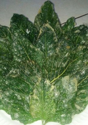 Foto resep Keripik bayam