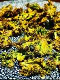 Chips de Kale especiado y crujiente