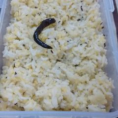 Khichdi in 10 mins! A picture of Khichdi in 10 mins!.