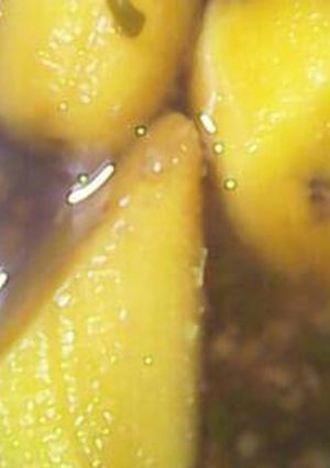 Foto resep Setup pisang kacang ijo