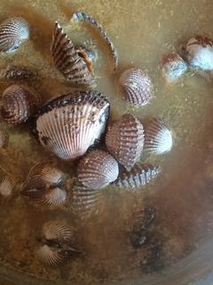 Foto resep Botok kuah kerang dara