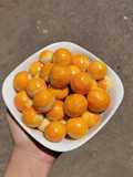 Nastar teflon 1 kuning telur