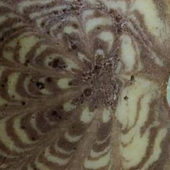 Cake Zebra printing A picture of Cake Zebra printing.