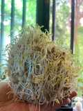 Germinado de lenteja