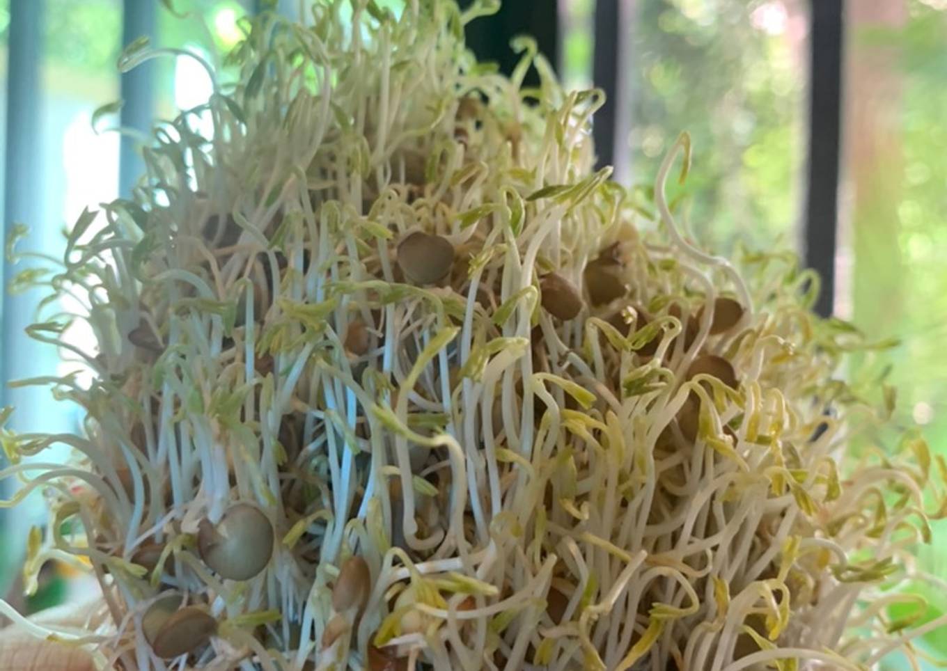 Germinado de lenteja