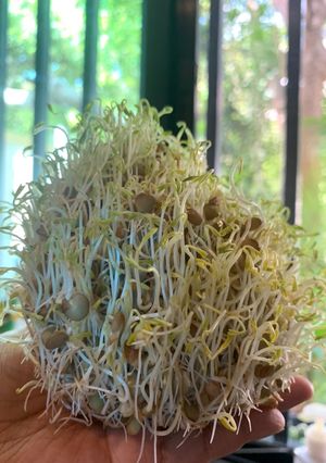 Una foto de Germinado de lenteja