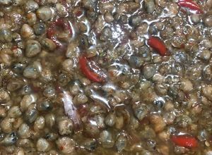 Hình của món Hến Xào Sả Ớt.