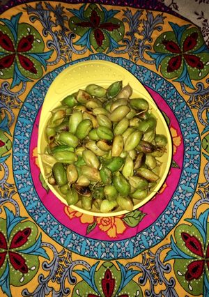 A picture of Green chickpeas ( Holley.