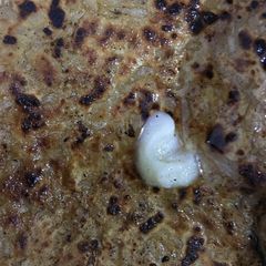 Muli ka paratha A picture of Muli ka paratha.