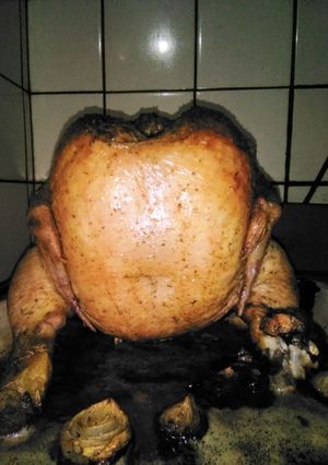 Una foto de Pollo sentado sobre lata de cerveza 📌