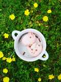 Glace aux fraises tagada