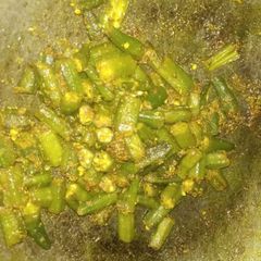 Masala bhindi A picture of Masala bhindi.