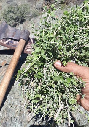 عکسی از دستور خواص آویشن