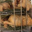 الدجاج المحشي المطبوخ في البرميل