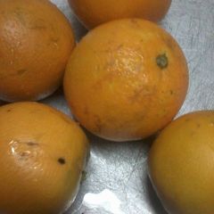 A picture of Educator orange appetite.