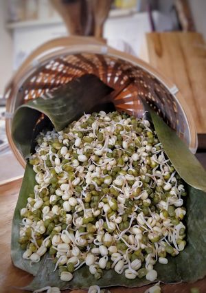 Foto resep Kecambah Hijau
