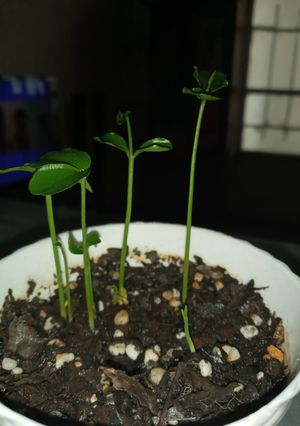 عکسی از دستور کاشت دانه پرتقال