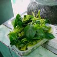 Sayur bening