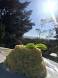 Risotto con albahaca