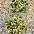 Matcha cookies gluten Free