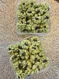 Matcha cookies gluten Free