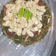 A picture of Parsley cake !!.