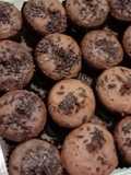Mini Brownis panggang