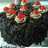BlackForest Part 2 (NCC)
