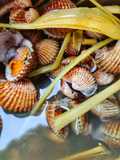 Tuday Rebus / Kerang Dara Rebus Sereh