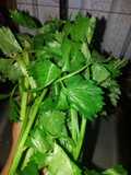 Tips penyimpanan daun seledri