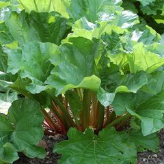 A picture of EASY Spiced rhubarb cake (vg).