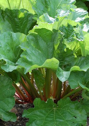 A picture of EASY Spiced rhubarb cake (vg).