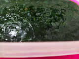 Cincau