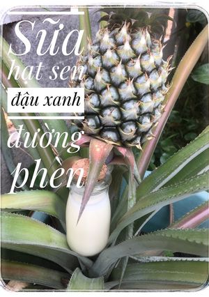 Hình của món Sữa hạt sen đậu xanh.