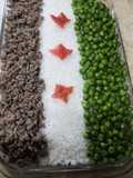 رز بزاليا