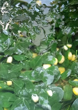 Foto resep Sayur bening daun kelor+jagung