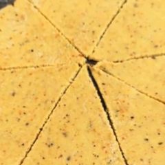 Tortilla chips A picture of Tortilla chips.