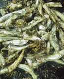 Cornalitos con tomillo y especias, rápido, sencillo😋🐟