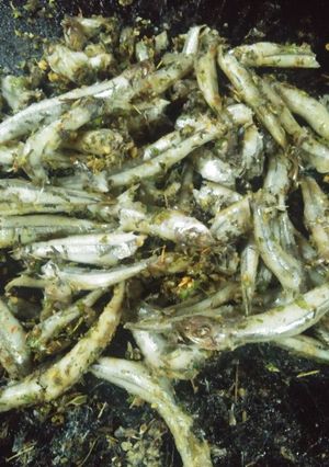 Una foto de Cornalitos con tomillo y especias, rápido, sencillo😋🐟