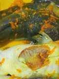Bumbu Marinasi Lele Parut Rebus Bawang Jahe Kunyit Garam