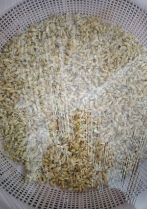 عکسی از دستور سمنو