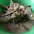 Gulai tongku(tongkol paku) sederhana