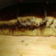 Martabak bangka kenyal yummy !