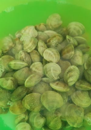Una foto de Cómo depurar bivalvos: almejas y chirlas