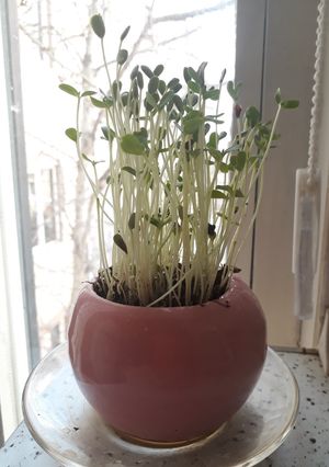 عکسی از دستور سبزه تخم کتان